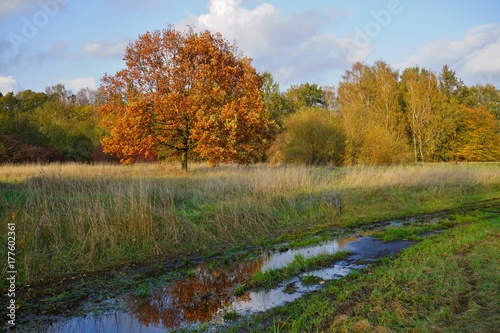 Beautiful autumn landscape - golden autumn in park - autumn scenery - beautiful green areas of the city