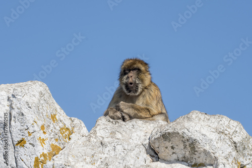  Barbary macaque at the rock of gibraltar