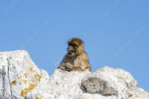  Barbary macaque at the rock of gibraltar