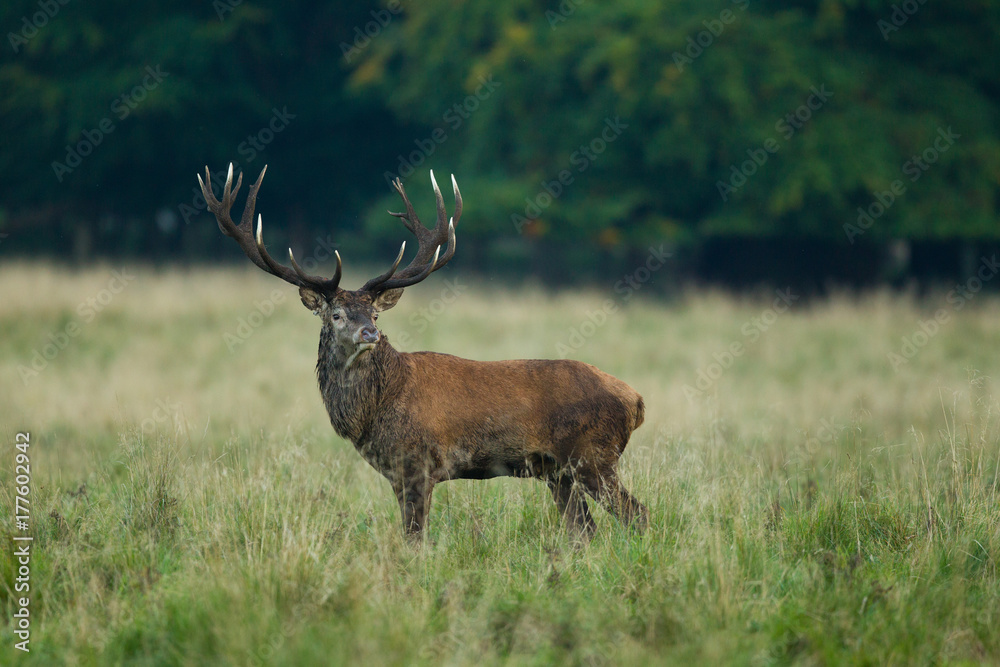 Fototapeta premium Red deer - Rutting season