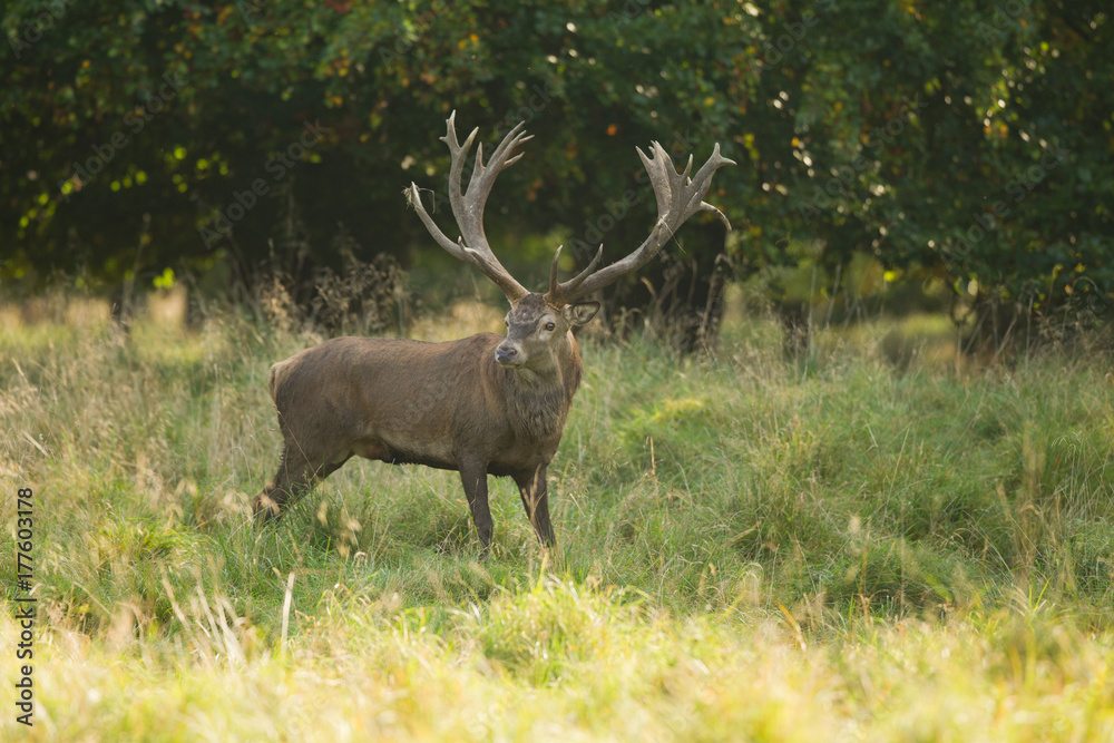 Red deer - Rutting season