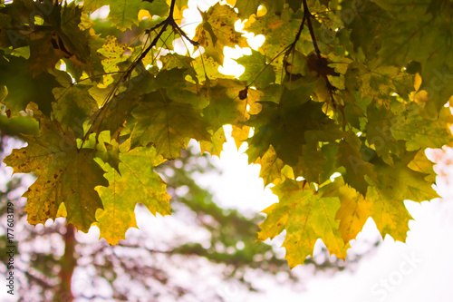 Yellowed foliage maple in the autumn light