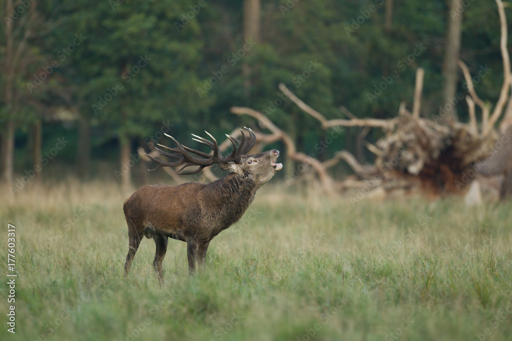 Naklejka premium Red deer - Rutting season