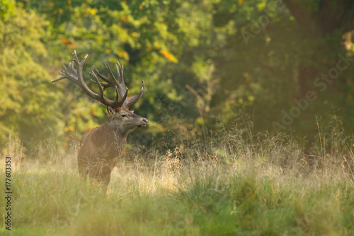 Red deer - Rutting season