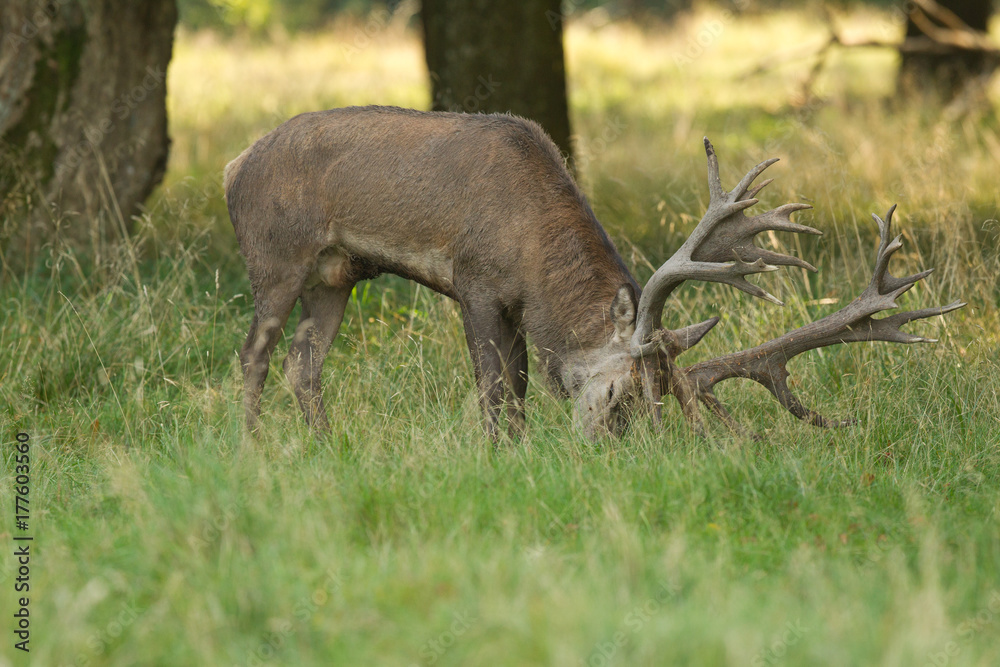 Red deer - Rutting season Red deer - Rutting season