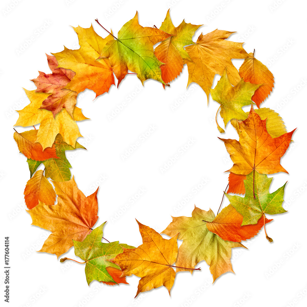 Autumn composition. Border from autumn leaves isolated on white background. Autumn composition. Border from autumn leaves isolated on white background.