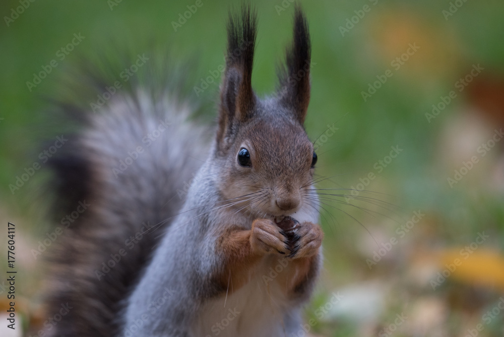 Squirrel eating a nut (closeup) Squirrel eating a nut (closeup)