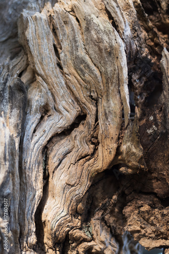 Bark of olive tree © Dmytro Surkov