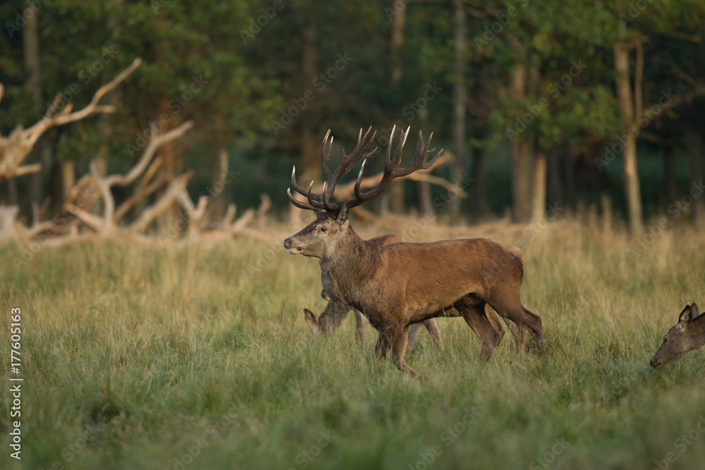 Fototapeta premium Red deer - Rutting season