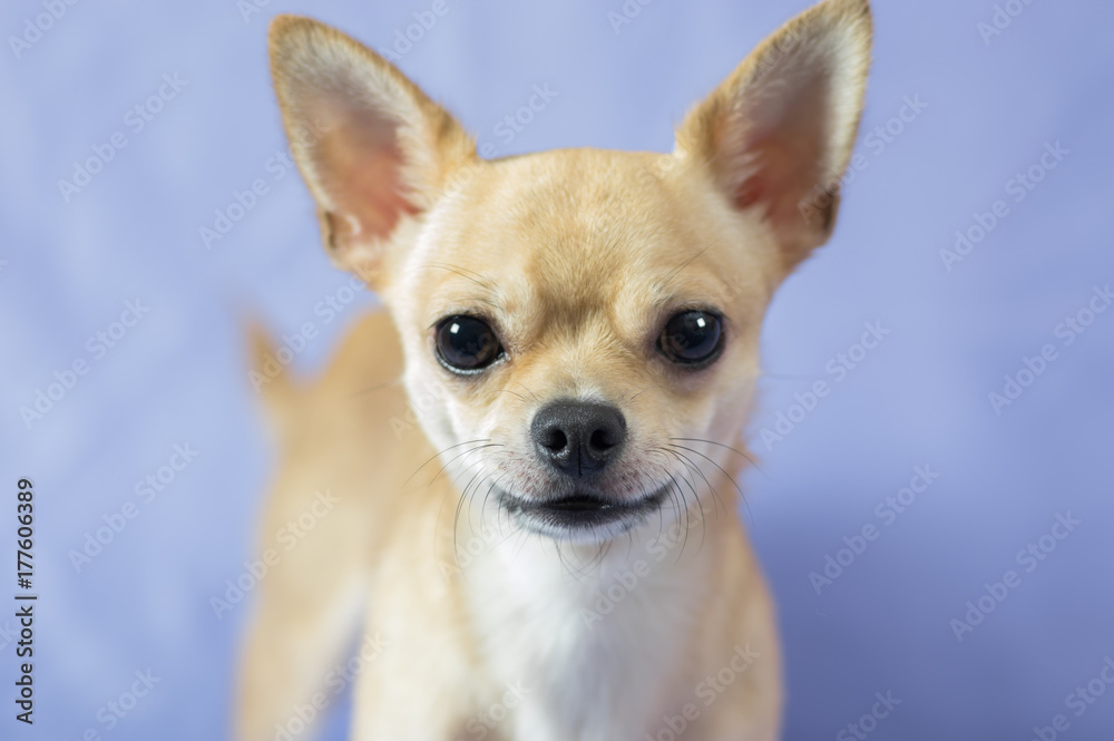 Indoor portrait of creamy curious Chihuahua puppy against blue background