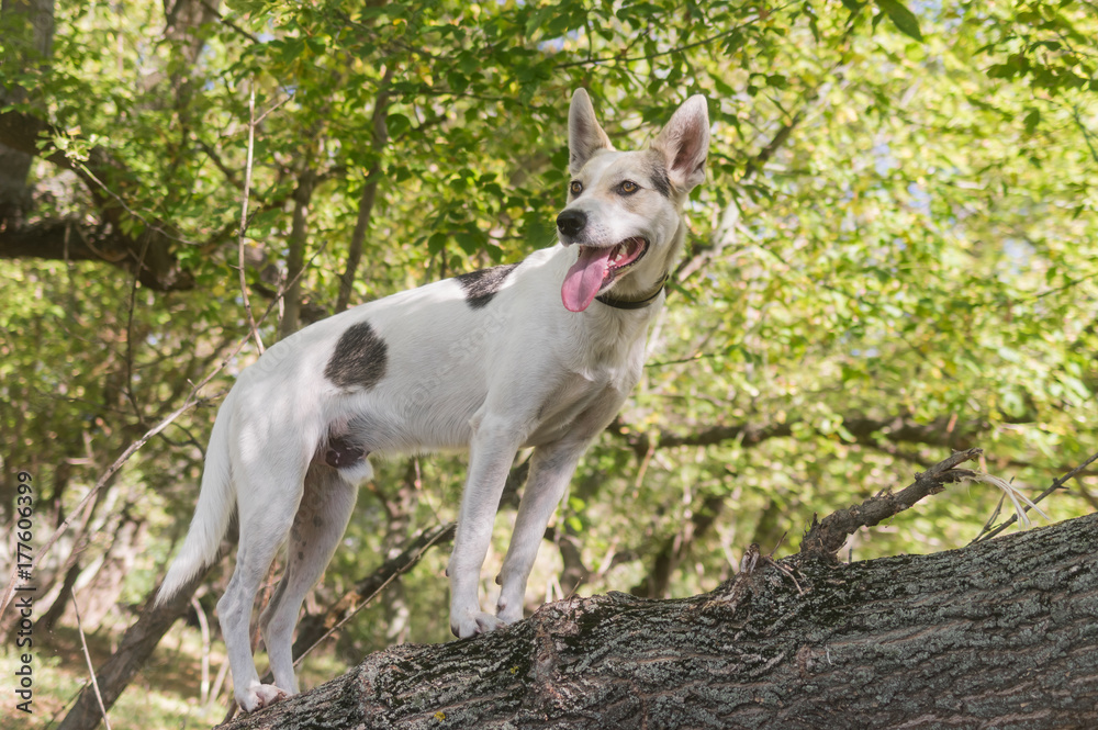Cross-breed of hunting and northern white dog standing on a tree branch in autumnal forest and watching for enemies