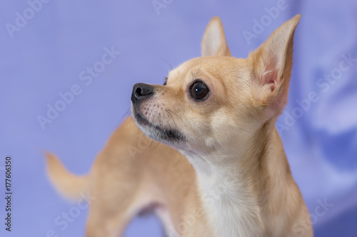 Studio portrait of creamy curious Chihuahua puppy looking up against blue background