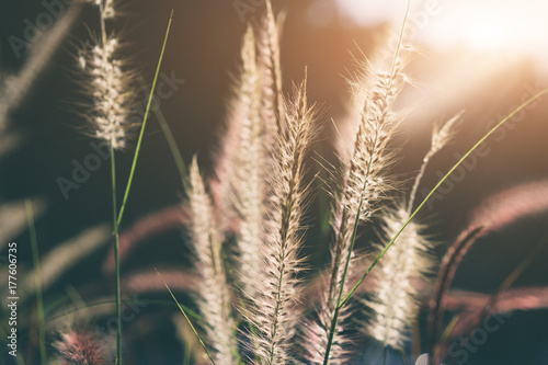 The golden heads of grasses in backlit by the sun, vintage look style,selective focus, © kenchiro168
