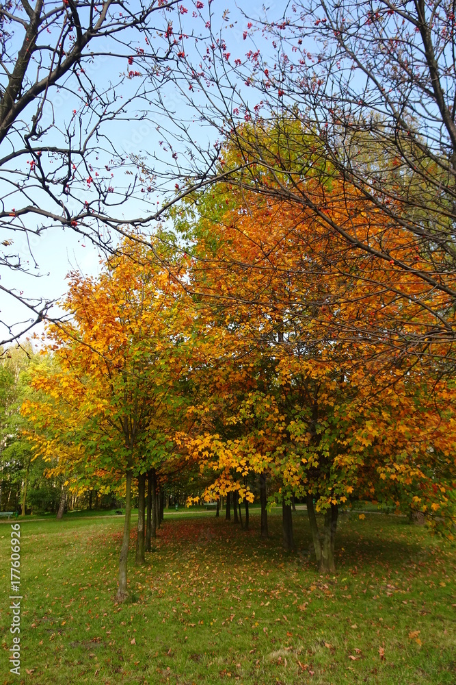 Autumn in park with colorful trees