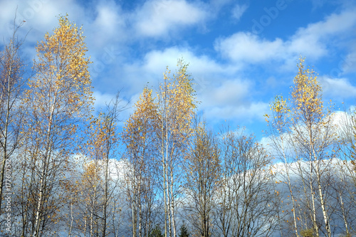 Beautiful autumn landscape with yellow leaves on high birches over bright blue sky with white clouds on sunny day horizontal view