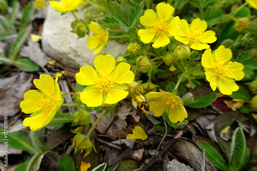 Tormentil (Potentilla erecta)
