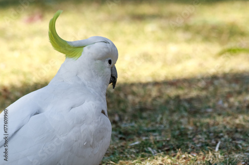 Sulphur-crested Cockatoo