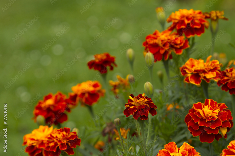 Tagetes in the garden