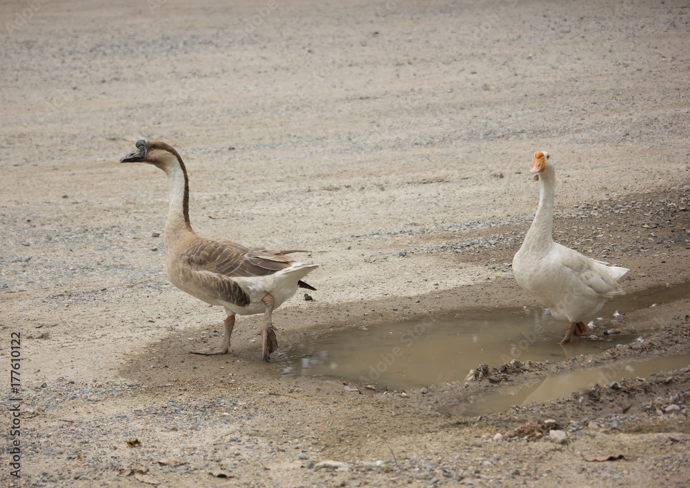 Obraz premium Duck playing in brown soil