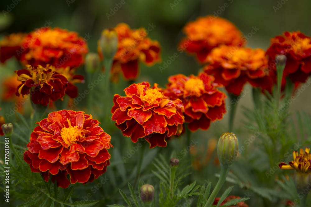 Tagetes in the garden