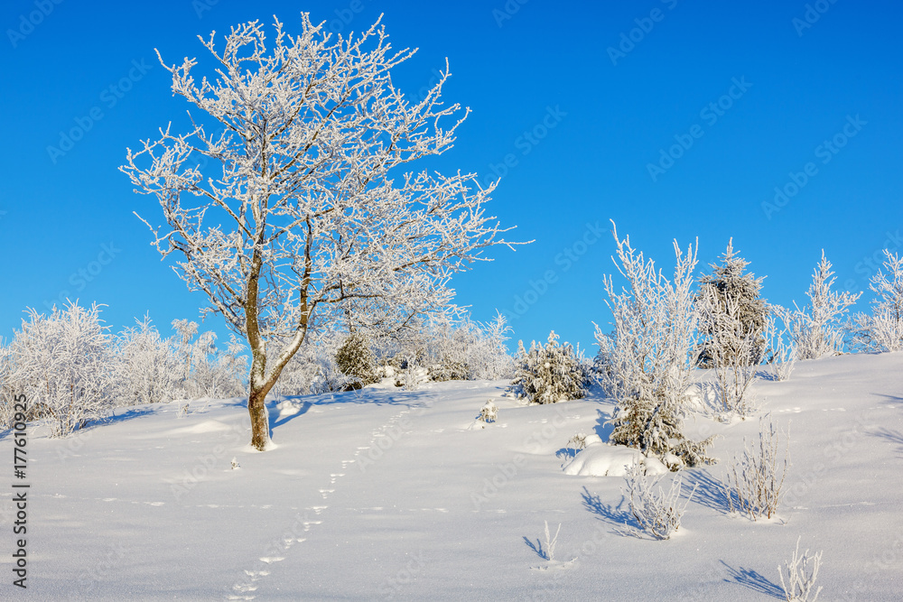 Wintry landscape with hare tracks in the snow Wintry landscape with hare tracks in the snow