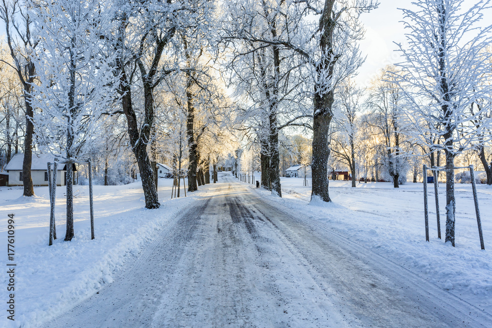 Slippery winter road through a tree avenue