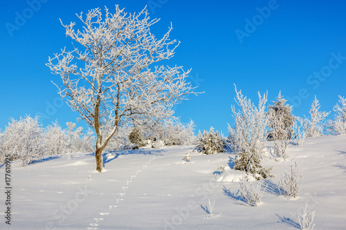 Wintry landscape with hare tracks in the snow