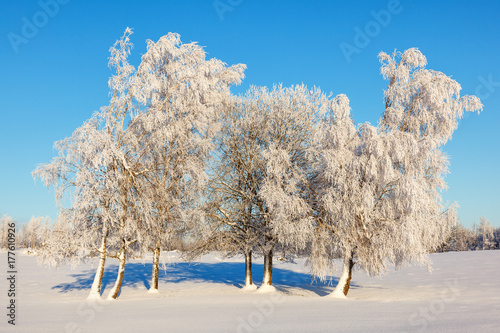 Tree grove with hoarfrost on a field