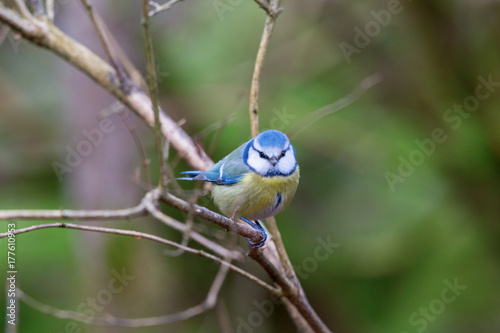 Tiny Blue tit sitting on a tree branch