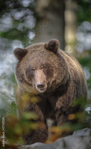 Adult European brown bear © Natureimmortal
