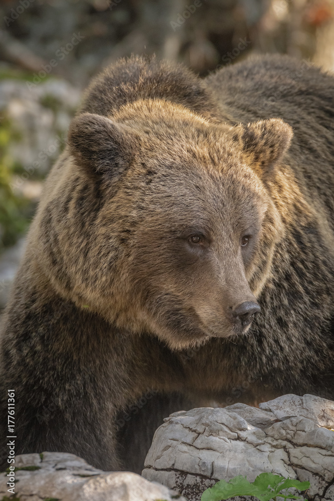 Large male brown bear, Slovenia