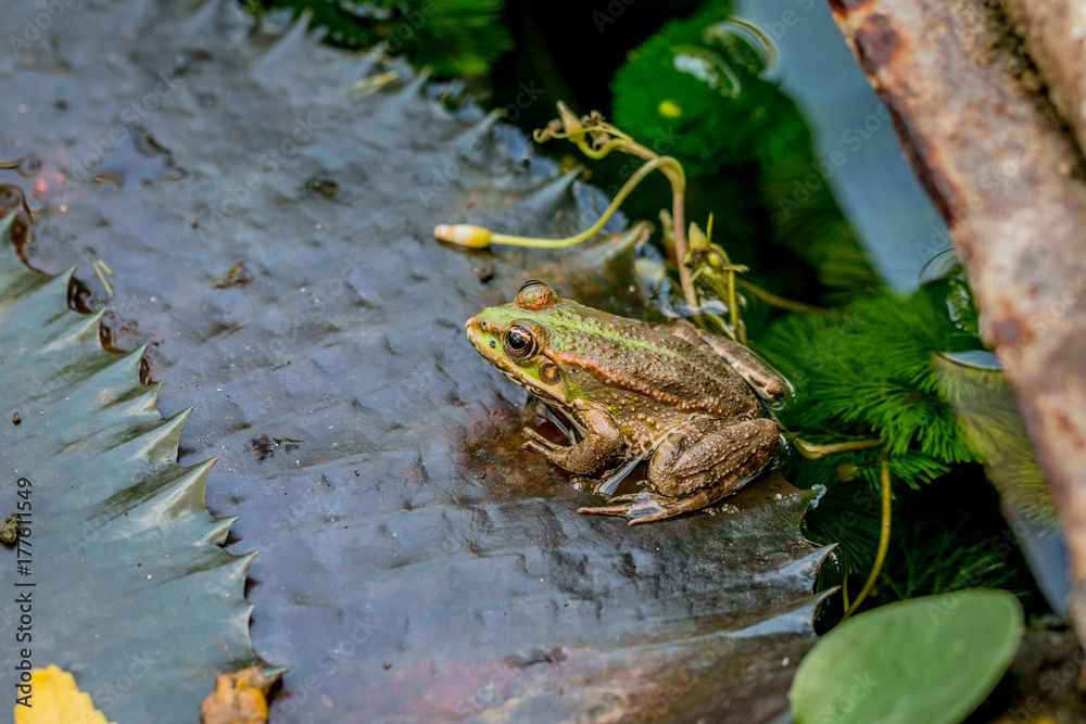 Obraz premium La grenouille verte