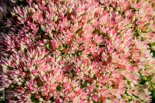 Sedum Spectabile au Parc de la Tête d'Or à Lyon