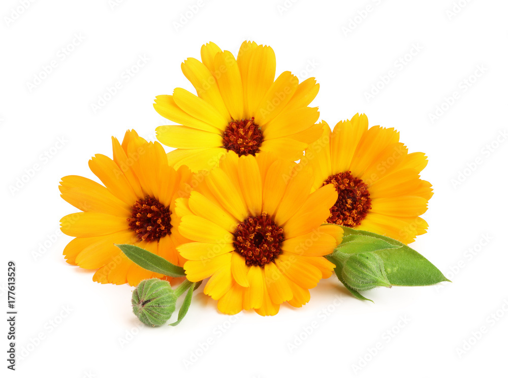 Calendula. Marigold flower with leaf isolated on white background