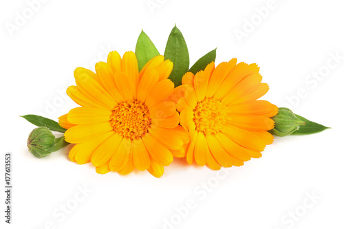 Fototapeta Naklejka Na Ścianę i Meble -  Calendula. Marigold flower with leaf isolated on white background