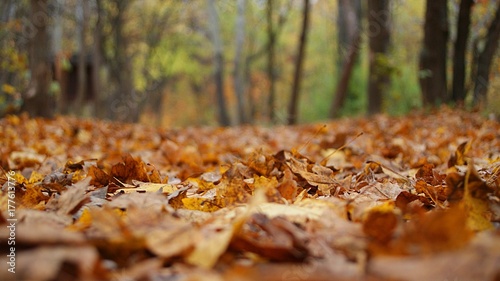 Autumn background
