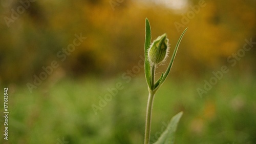 Lonely bud in autumn woods