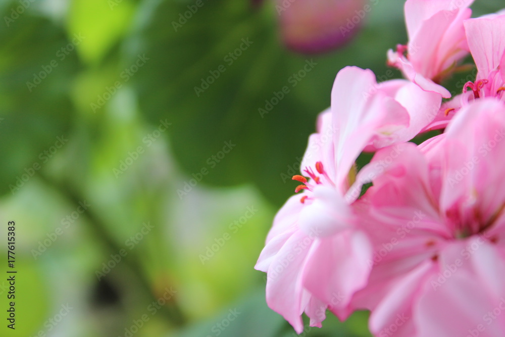 Obraz premium flower