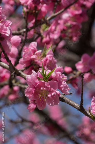 Spring plum blossom in shrine,Japan.