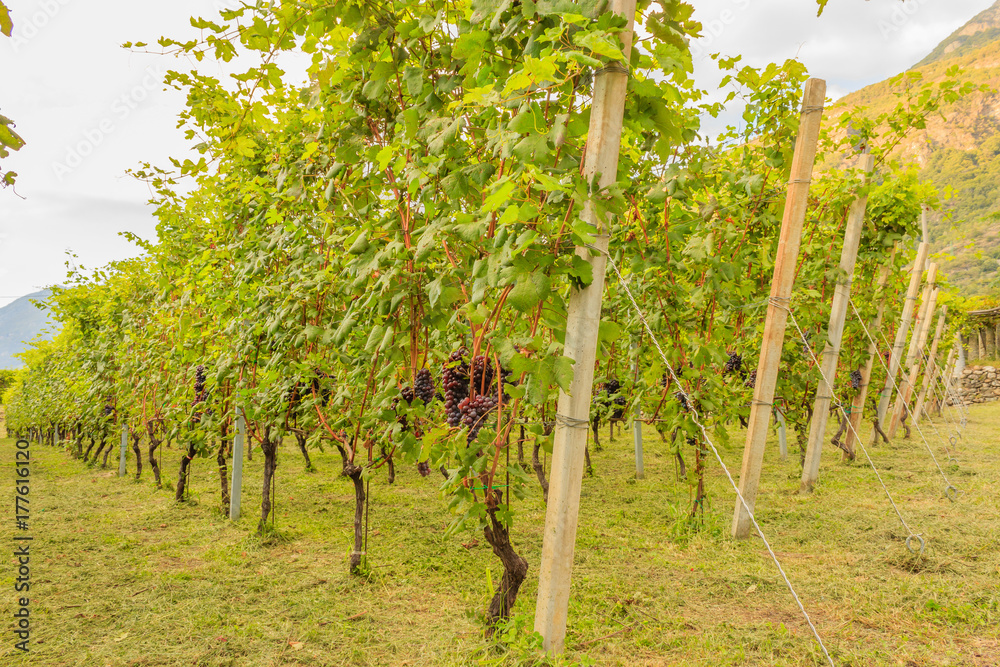close up of a vineyard / close up of a vineyard during the harvest season