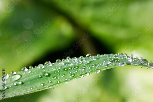 Drops of morning dew on green grass detail on nature background.