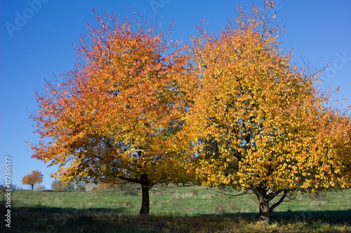 Colorful autumn leaves of a tree in the background.