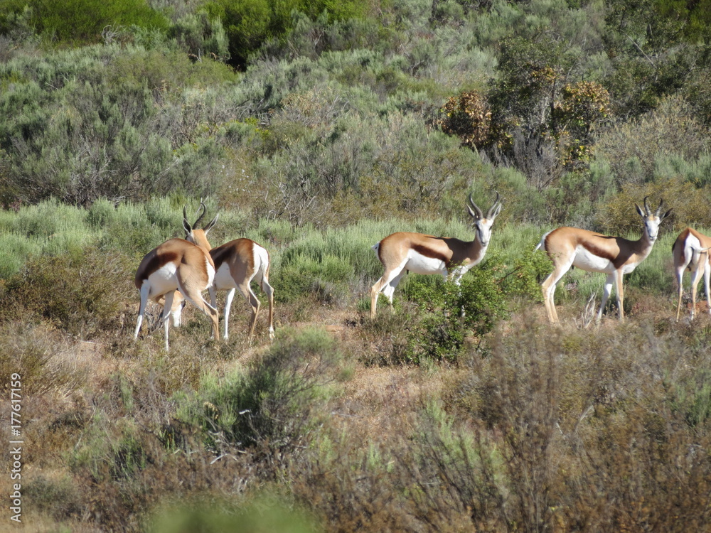 Antelope