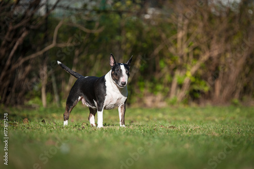 Bullterrier im Stand