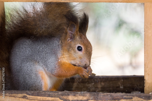 red squirrel on a branch in autumn