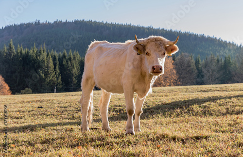 Fototapeta Naklejka Na Ścianę i Meble -  A herd of cows on autumn pasture. Autumn meadow and cow