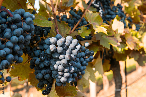 Red grapes in a vineyard on a sunny day.