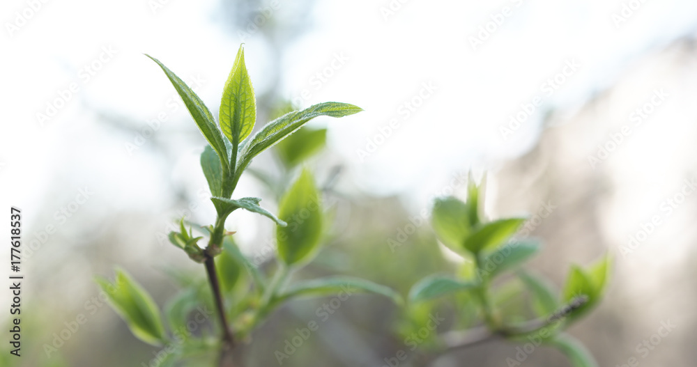 fresh jasmine leaves in spring