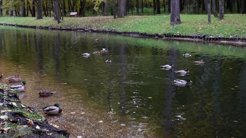 Swimming of birds in the city park by day