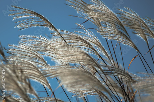 autumn reeds on blue sky background
